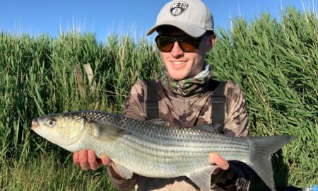 Thick-Lipped Scottish Mullet
